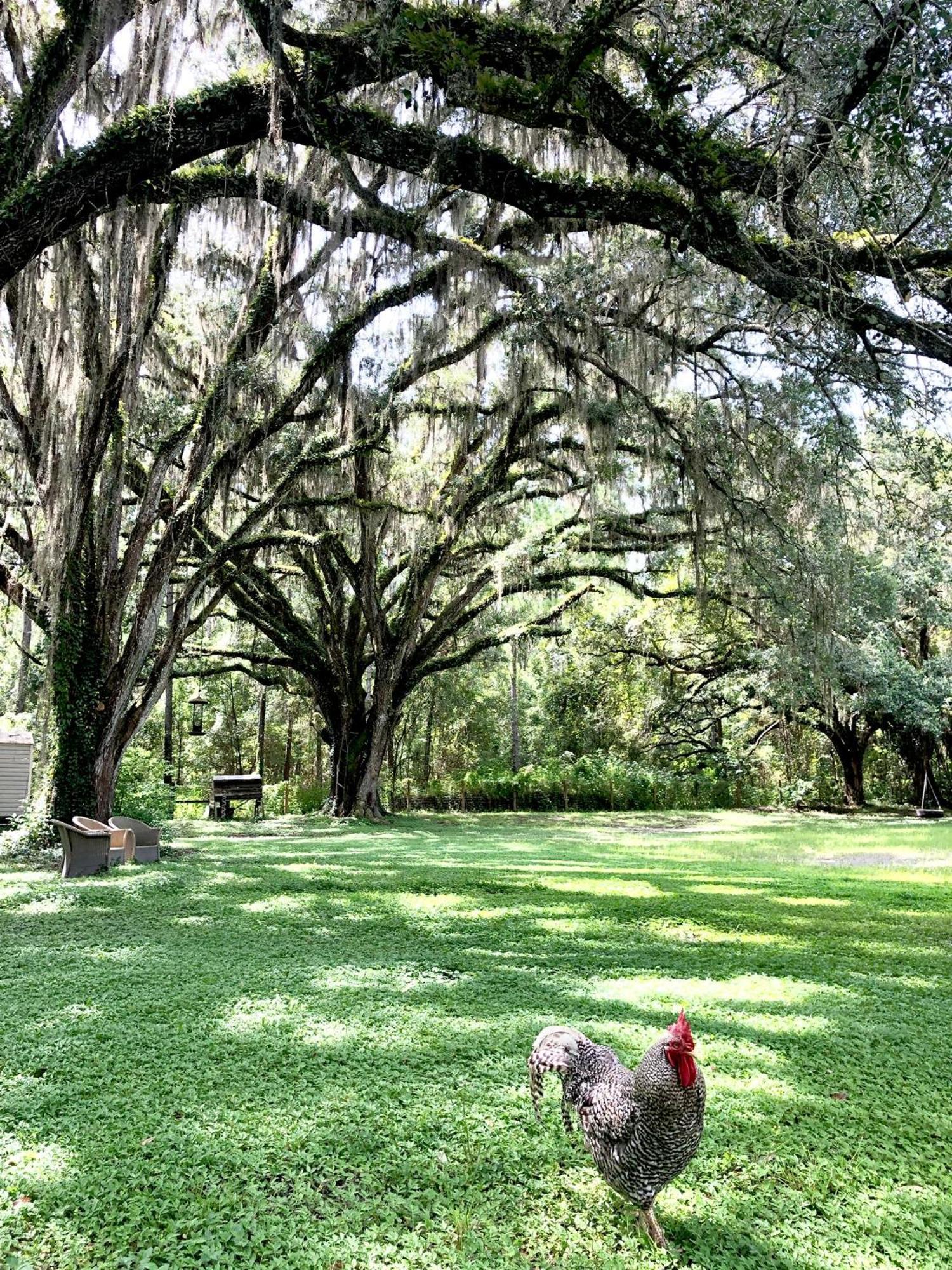 The Harmony Oaks Homestead Masaryktown エクステリア 写真