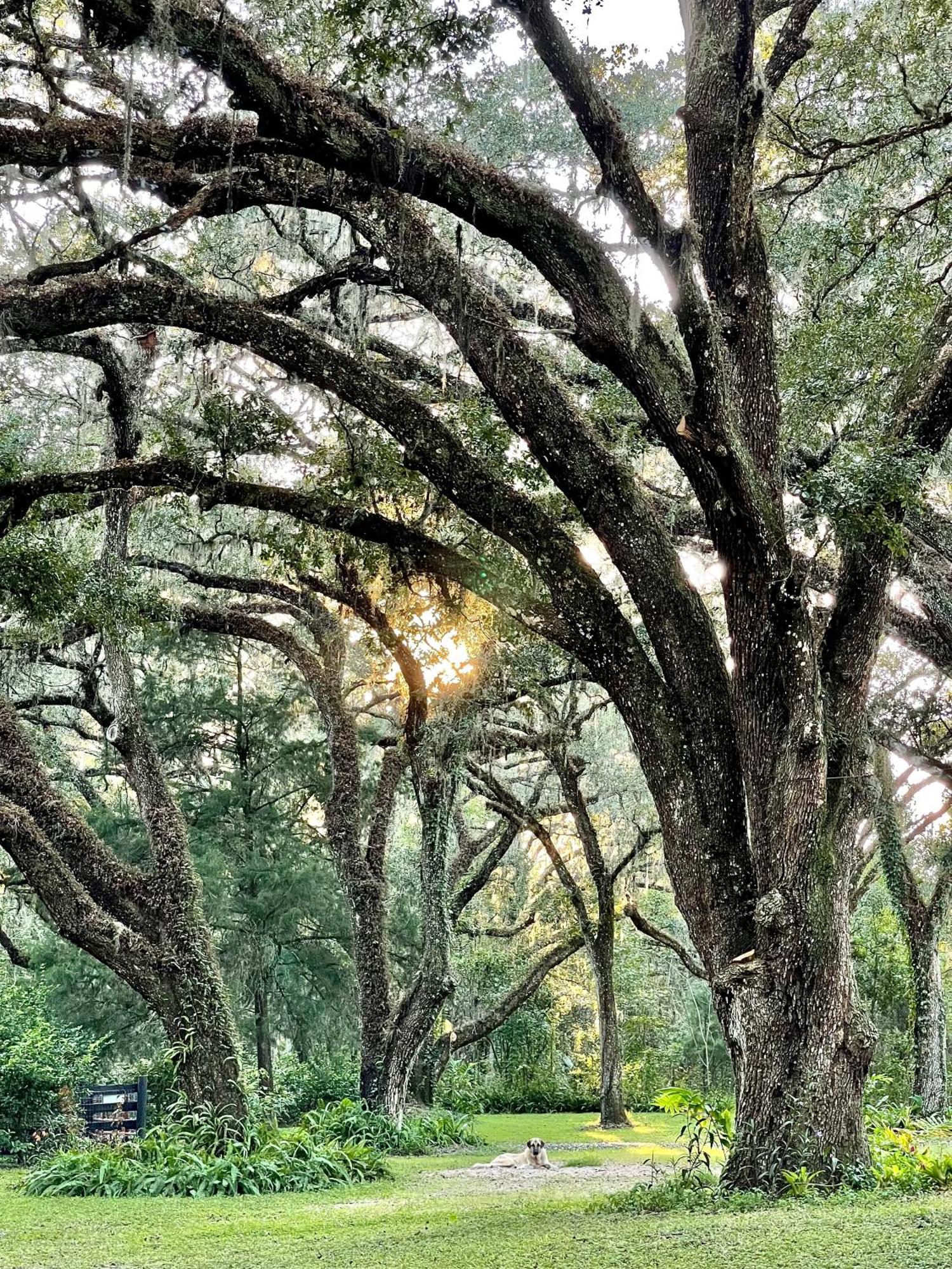 The Harmony Oaks Homestead Masaryktown エクステリア 写真