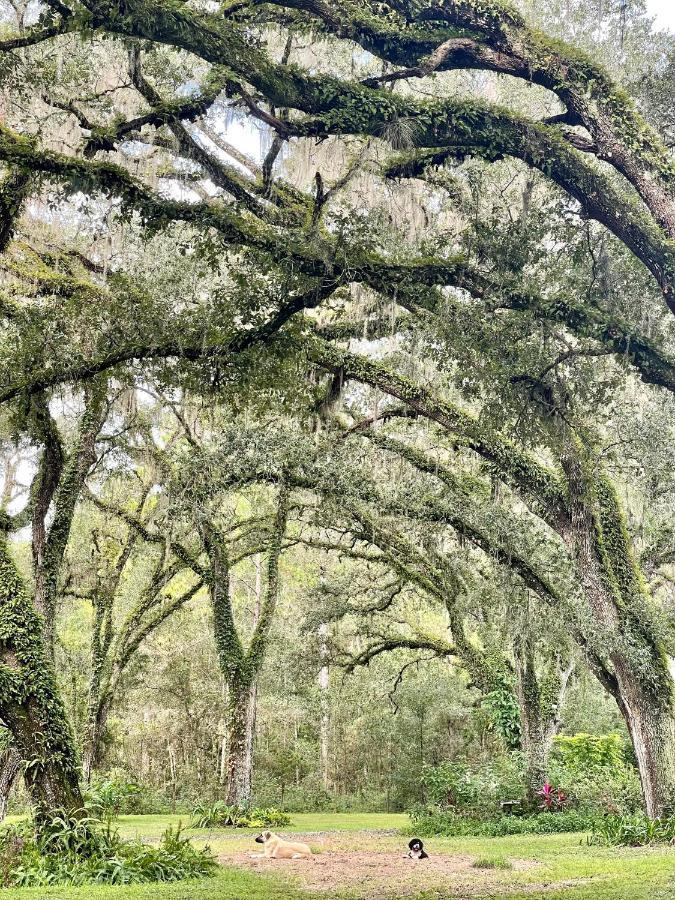 The Harmony Oaks Homestead Masaryktown エクステリア 写真