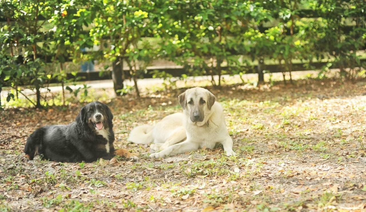 The Harmony Oaks Homestead Masaryktown エクステリア 写真
